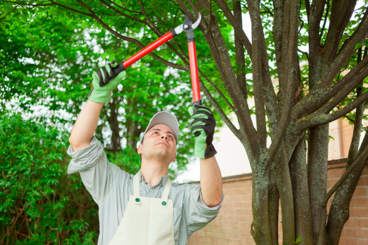 Top Quality Tree Removal in Newland, NC Tree Removal